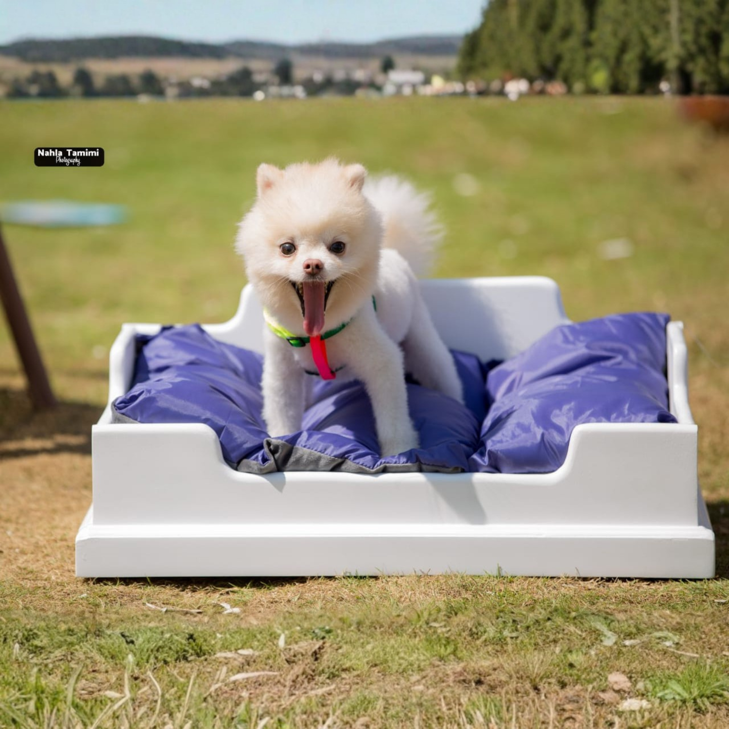 small dog siting on 2 levels bed